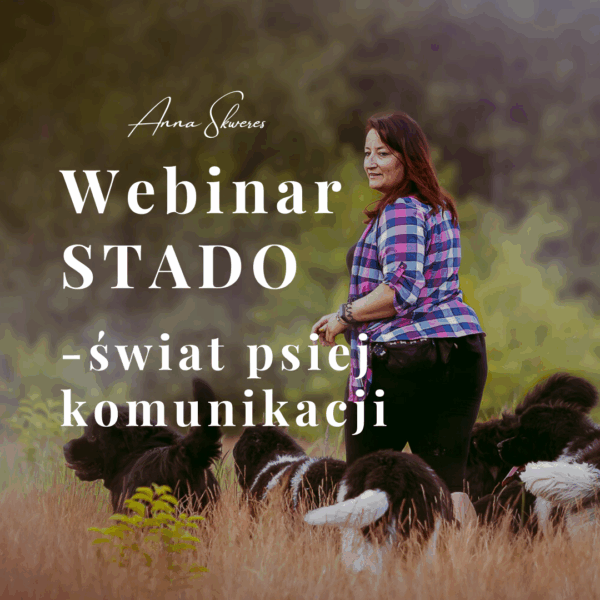 Webinar: STADO – świat psiej komunikacji
