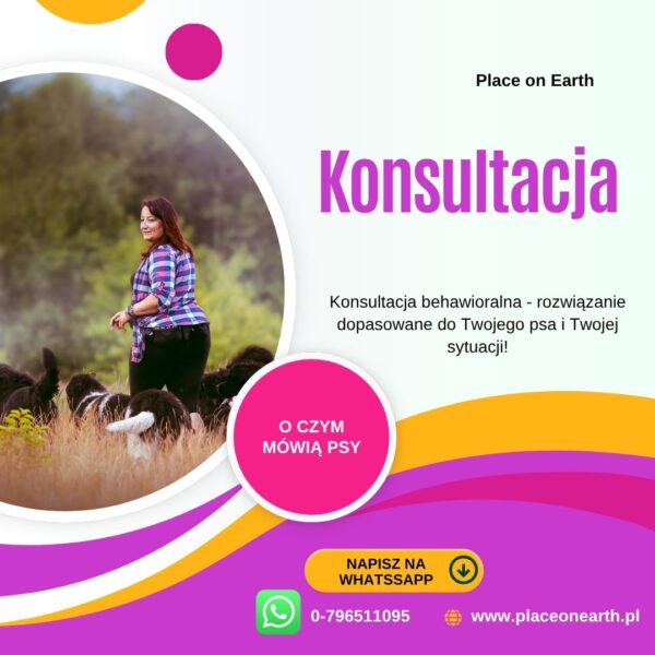 Konsultacja wstępna: pierwszy krok do dopasowanej pracy z Twoim psem