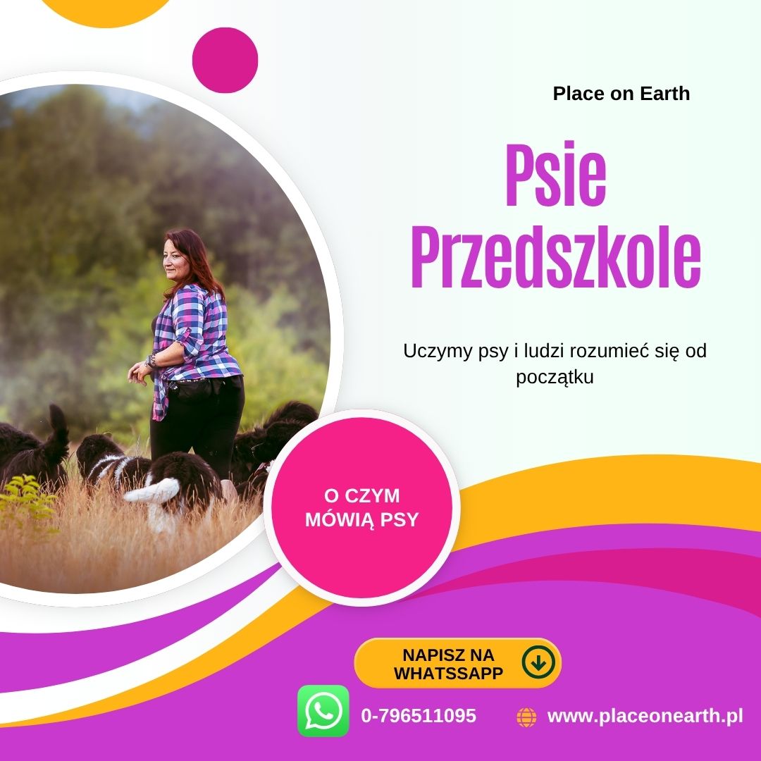 Psie Przedszkole: pierwsze doświadczenia, które budują psa na całe życie